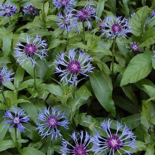 25 Seeds Cornflower- (Centaurea)- Montana