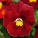 50 Seeds Pansy- Scarlet