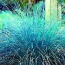 25 Seeds Love Grass- Blue (Eragrostis Elliotii)