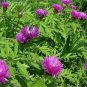 25 Seeds Cornflower- Dealbata