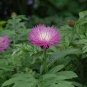 25 Seeds Cornflower- Dealbata