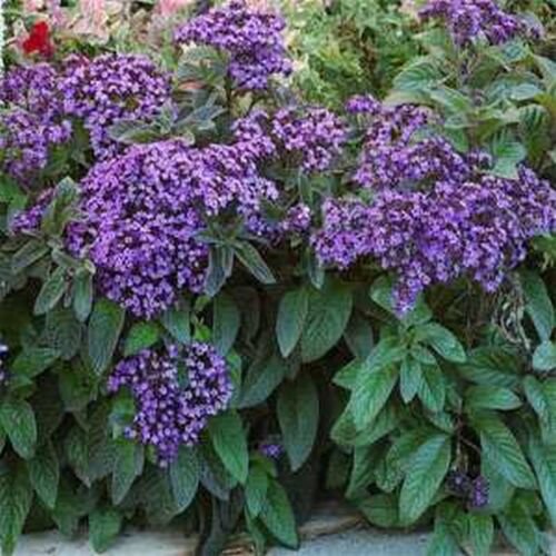 50 seeds Heliotropium- Dwarf Marine