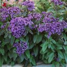 50 seeds Heliotropium- Dwarf Marine