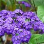 50 seeds Heliotropium- Dwarf Marine