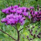 200 Seeds Ironweed- Vernonia Fasciculata
