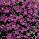 100 Seeds Rock Cress- Aubrieta- Hendersonii