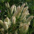 25 Seeds Lamarckia Aurea- Golden Shower