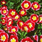 50 Seeds Morning Glory- Ensign - Red