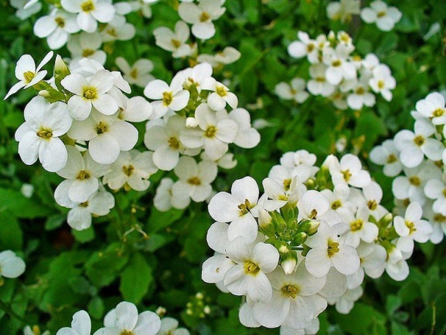 100 Seeds Rock Cress- Alpine white