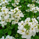 100 Seeds Rock Cress- Alpine white