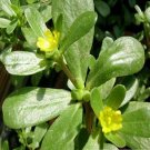 200 Seeds Purslane- Portulaca Oleracea Sativa