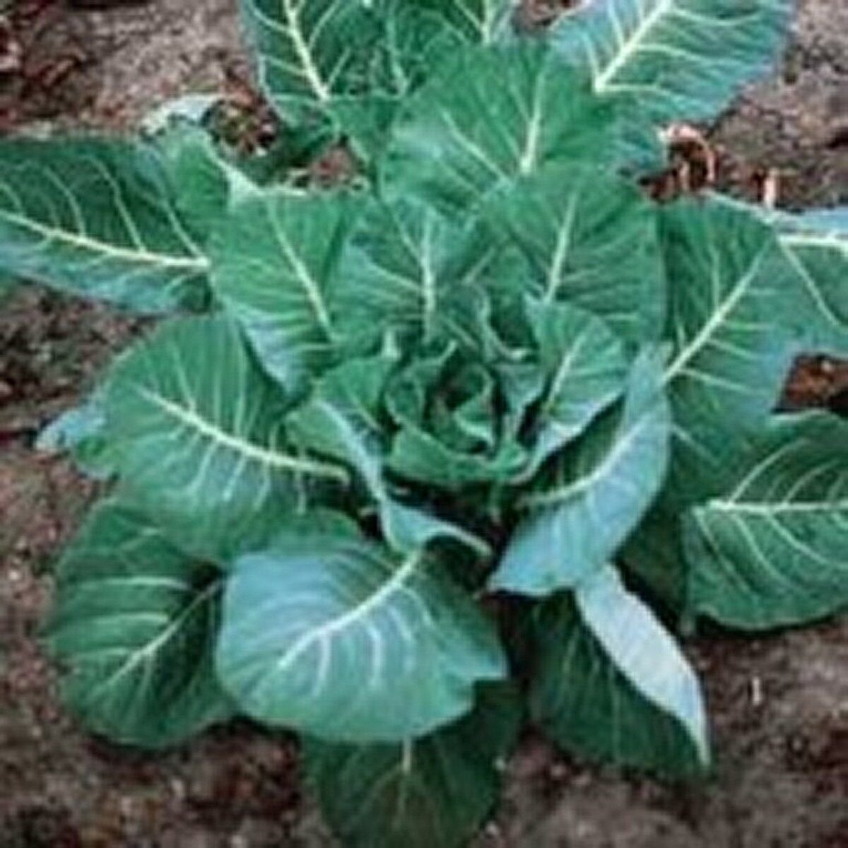 200 Seeds Collards- Georgia Southern