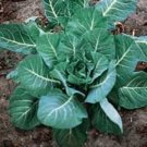 200 Seeds Collards- Georgia Southern