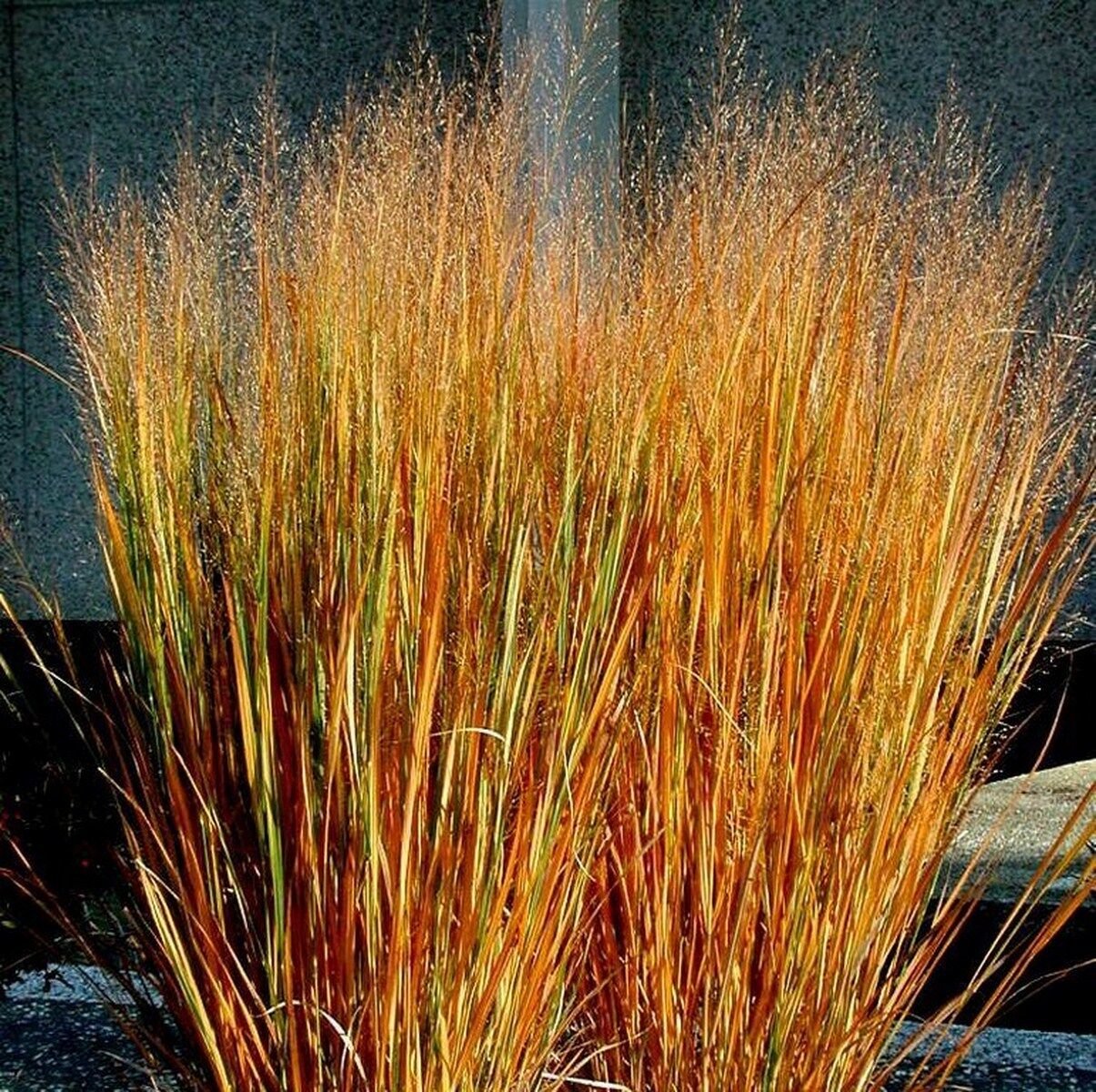 250 Seeds Dacotah Switch Grass