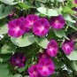 100 Seeds Morning Glory- Crimson Rambler