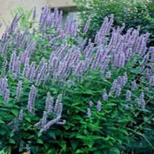 100 Seeds Hyssop- Anise- Agastache