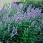 100 Seeds Hyssop- Anise- Agastache