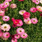 50 Seeds Paper Daisy- Helipterum- Rose