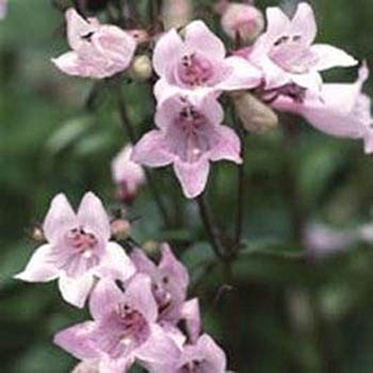 50 Seeds Penstemon- Pink