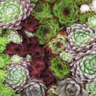 25 seeds Hens & Chicks