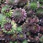 25 seeds Hens & Chicks