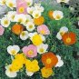 500 Seeds Poppy- Alpine Mix