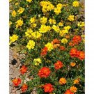 100 Seeds Cosmos- Sulpher Mix