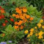 100 Seeds Cosmos- Sulpher Mix