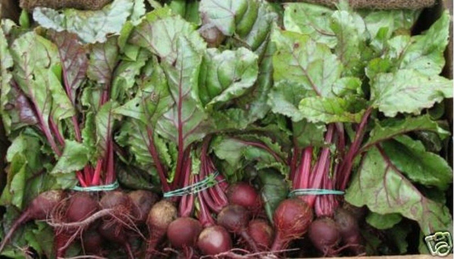 100 seeds Beets- Early Wonder
