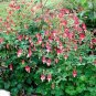50 Seeds Columbine- Eastern Red