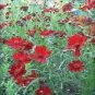 25 Seeds Coreopsis- Mahogany Midget