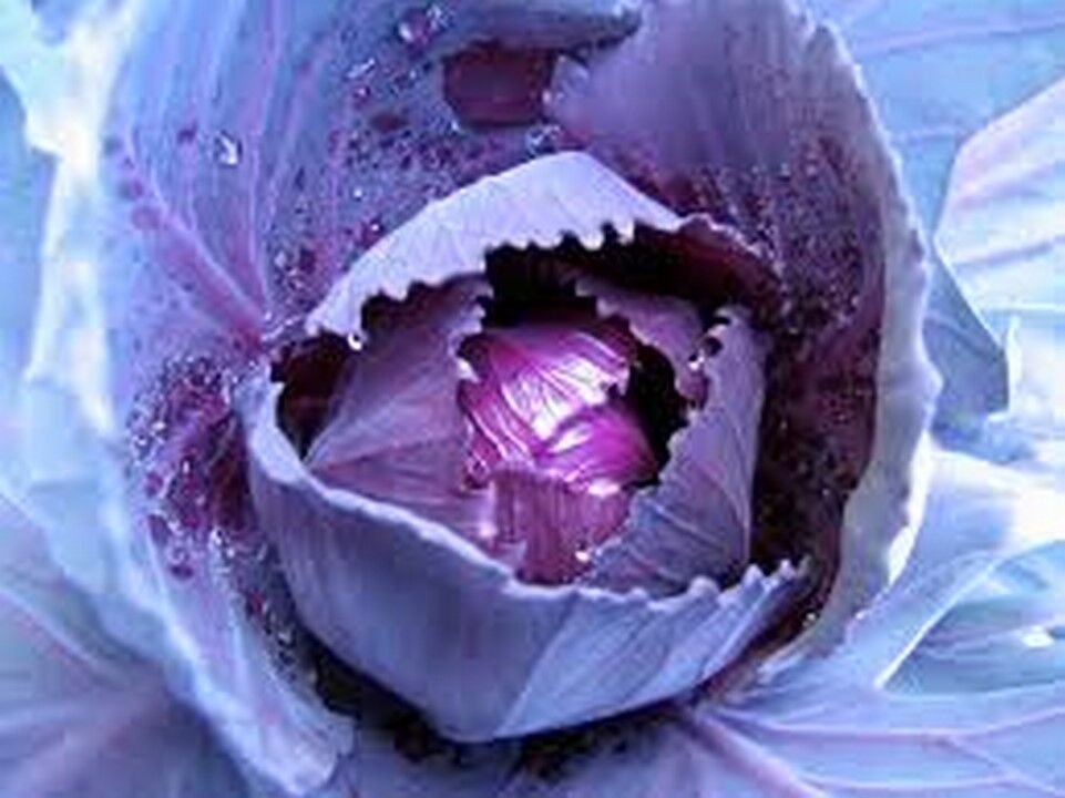 200 seeds Cabbage- Red Acre