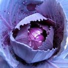 200 seeds Cabbage- Red Acre