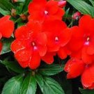 50 Seeds Impatiens- Walleriana Baby - Scarlet