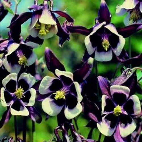 50 Seeds Columbine- William Guiness