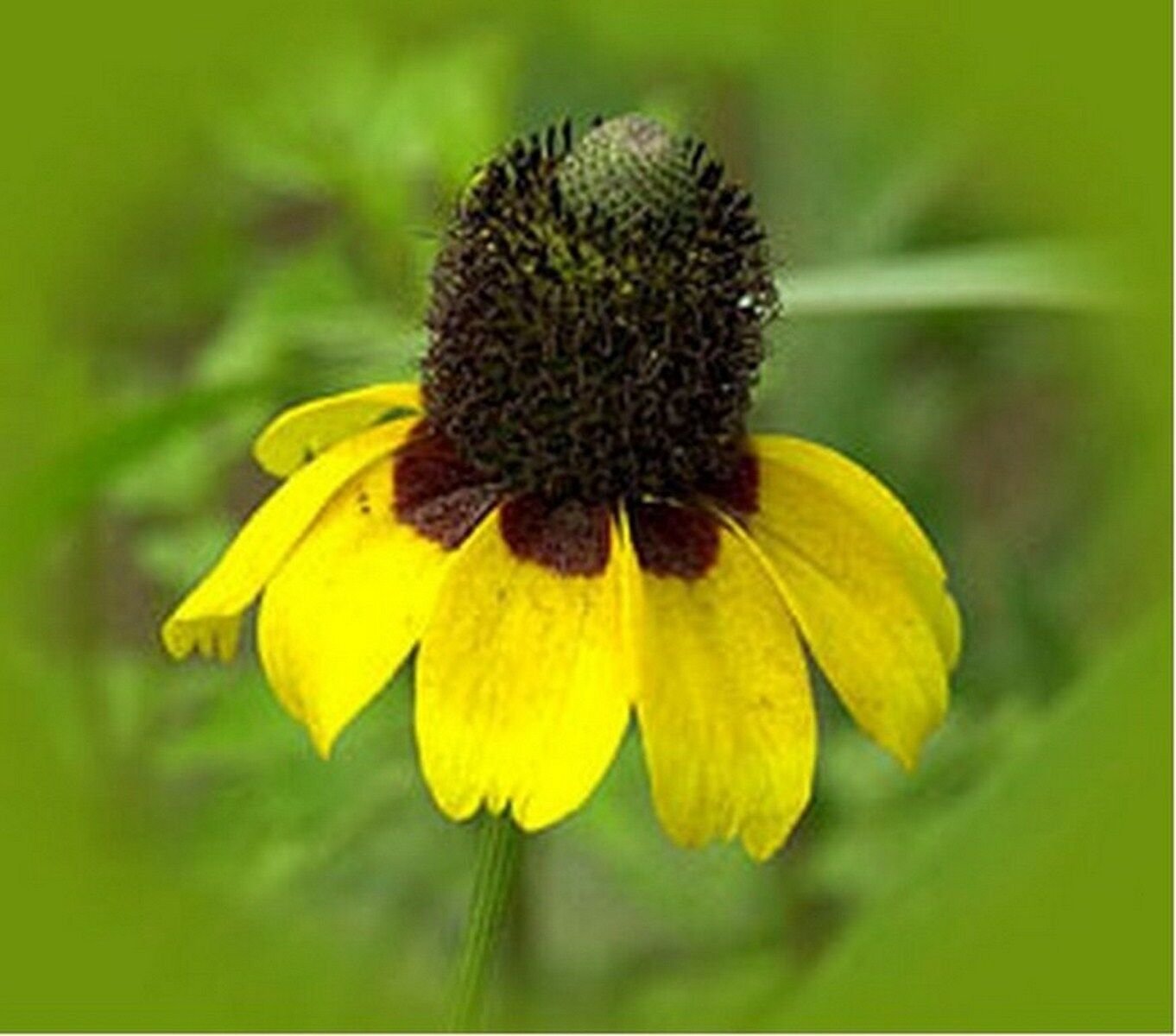 500 Seeds Coneflower- Clasping