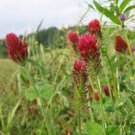 250 Seeds Clover- Crimson
