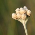 50 seeds Pussytoes- Anntenneria Dioica