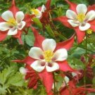 50 Seeds Columbine- Crimson Star