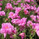 200 Seeds Moss Rose- Portulaca- Pink