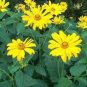 50 Seeds Heliopsis- Summer Sun