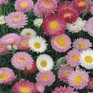 50 Seeds Paper Daisy- Helipterum- Mixed Colors