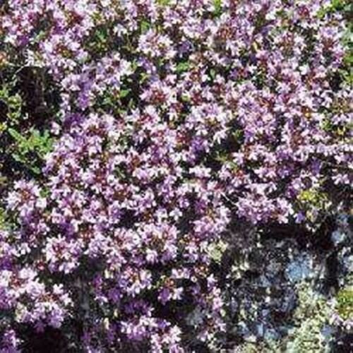 500 Seeds Creeping Thyme- Wild