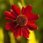200 Seeds Coreopsis- Red Dwarf