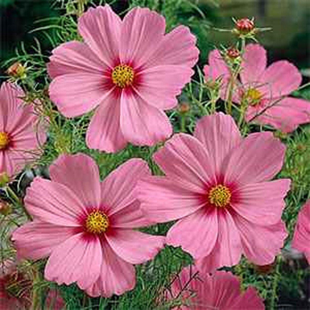 100 Seeds Cosmos- Gloria