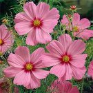100 Seeds Cosmos- Gloria