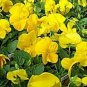 50 Seeds Pansy- Yellow