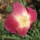 500 Seeds Poppy- Purple Gleam