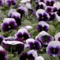50 Seeds Pansy- Beaconsfield
