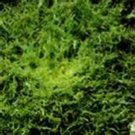 200 Seeds Endive- Green curled- Ruffec